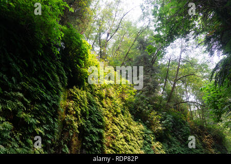 Les murs de canyon recouvert de cinq doigts de fougères, Fern Canyon, Prairie Creek Redwoods State Park, Californie Banque D'Images