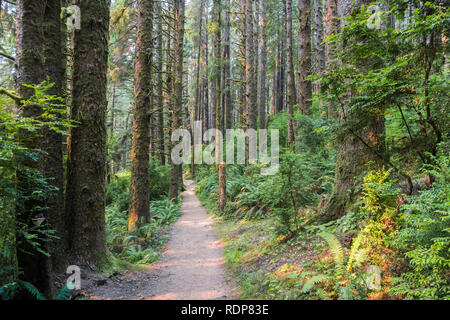 Chemin de randonnée à travers une forêt d'arbres à feuilles persistantes, Prairie Creek Redwoods State Park, Californie Banque D'Images