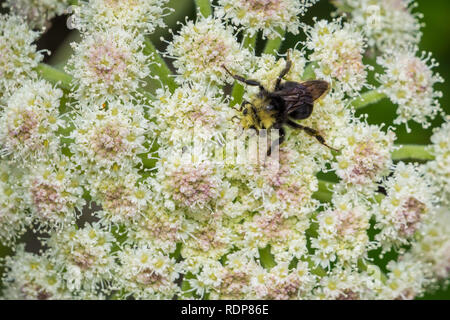 Close up of bourdon pollinisateur, un cowparsnip (Heracleum maximum), fleurs sauvages Coos Bay (Oregon) Banque D'Images