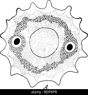 . Le mécanisme de l'hérédité mendélienne. L'hérédité de Mendel ; droit ; les chromosomes. 290 L'hérédité dans les protozoaires. Veuillez noter que ces images sont extraites de la page numérisée des images qui peuvent avoir été retouchées numériquement pour plus de lisibilité - coloration et l'aspect de ces illustrations ne peut pas parfaitement ressembler à l'œuvre originale.. Morgan, Thomas Hunt, 1866-1945. New York, H. Holt Banque D'Images