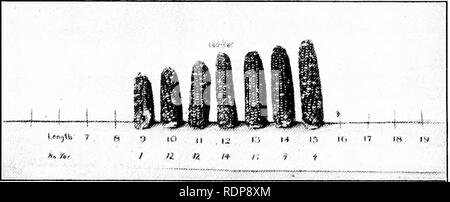 . Le mécanisme de l'hérédité mendélienne. L'hérédité de Mendel ; droit ; les chromosomes. ---.^. Veuillez noter que ces images sont extraites de la page numérisée des images qui peuvent avoir été retouchées numériquement pour plus de lisibilité - coloration et l'aspect de ces illustrations ne peut pas parfaitement ressembler à l'œuvre originale.. Morgan, Thomas Hunt, 1866-1945. New York, H. Holt Banque D'Images