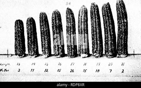 . Le mécanisme de l'hérédité mendélienne. L'hérédité de Mendel ; droit ; les chromosomes. 236 Plusieurs facteurs iiil. ---.^. Veuillez noter que ces images sont extraites de la page numérisée des images qui peuvent avoir été retouchées numériquement pour plus de lisibilité - coloration et l'aspect de ces illustrations ne peut pas parfaitement ressembler à l'œuvre originale.. Morgan, Thomas Hunt, 1866-1945. New York, H. Holt Banque D'Images