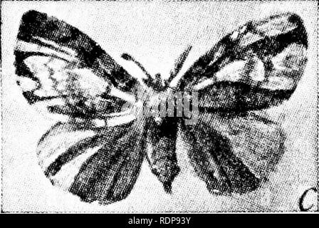 . Le mécanisme de l'hérédité mendélienne. La loi de Mendel ; l'hérédité ; chromosomes. un &AMP ;. Veuillez noter que ces images sont extraites de la page numérisée des images qui peuvent avoir été retouchées numériquement pour plus de lisibilité - coloration et l'aspect de ces illustrations ne peut pas parfaitement ressembler à l'œuvre originale.. Morgan, Thomas Hunt, 1866-1945. New York, H. Holt Banque D'Images