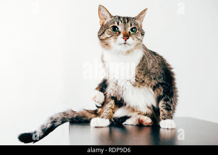 Cat lave la patte sur fond blanc Banque D'Images