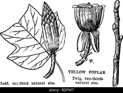 . Les arbres des forêts de Caroline du Nord. La manière de les connaître. Un manuel de poche. Les arbres ; les forêts et la foresterie. Le peuplier jaune, ou tuUpifera (Liriodendron TULIPIER L.) peuplier jaune d'Amérique, ou tulipier de Virginie, a reçu son nom de la couleur jaune de son coeur et ses jolies fleurs de tulipe. Il est l'un des plus grands et les plus précieux des feuillus des États-Unis. Elle se produit fréquemment tout au long de l'Etat, mais atteint sa plus grande taille dans les sols humides profondes le long des ruisseaux et dans les basses moun-. Feuille, un tiers de la taille naturelle. Twig, deux-tiers de la taille naturelle. tain les anses. Comme le plus souvent vu, il Banque D'Images