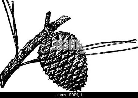 . Les arbres des forêts de Caroline du Nord. La manière de les connaître. Un manuel de poche. Les arbres ; les forêts et la foresterie. Pin (étang serotina PiMMs Michx.) L'étang du pin, également connu sous le nom de pin, pocosins bay ou PIN-pin noir de l'écorce, est trouvé dans les marais et les petits sur télévision, non drainé, pauvres, sablonneux, ou faible, les sols tourbeux de la plaine côtière. Il est en moyenne de 40 à 70 pieds de hauteur et 1 à 2 pieds de diamètre. Le tronc est souvent légèrement tordu et un peu rugueuse avec noeuds ou bosses. L'arbre ressemble quelque peu lob-. POND Un PIN-haU grandeur nature. De Sargent est "Manuel des arbres d'Amérique du Nord," par cette autorisation Banque D'Images