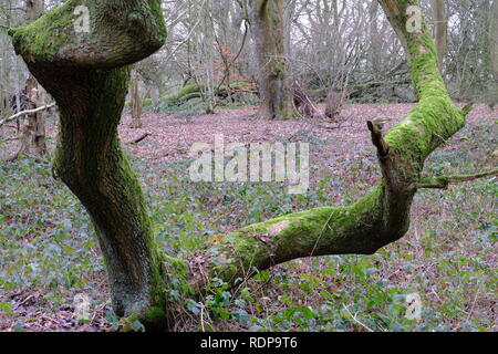 Drumble du perroquet, Talk, Staffordshire Wildlife Trust Banque D'Images