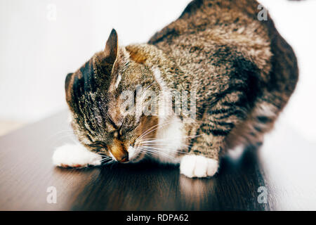 Peur cat, cat est très peur, à la masse pressée cat Banque D'Images