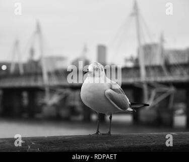 Une mouette sur la rive sud de la rivière Thames à London, England Banque D'Images