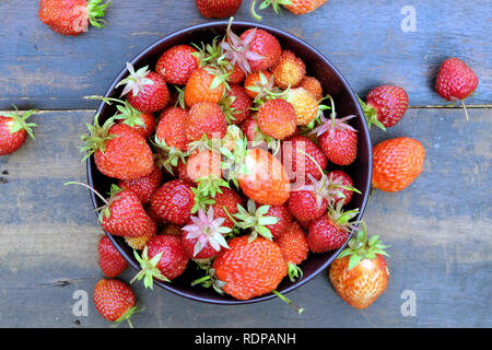 La vie avec encore beaucoup de fraises mûres appétissantes recueillis dans la cuvette ronde sur table en bois vintage comme arrière-plan Vue de dessus close up Banque D'Images