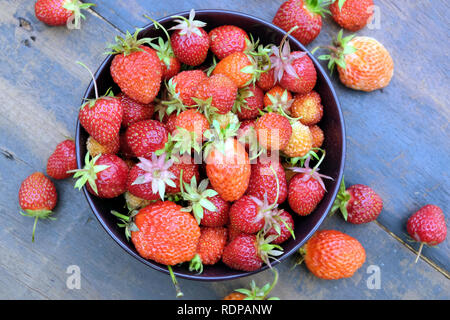 La vie avec encore beaucoup de fraises mûres appétissantes recueillis dans la cuvette ronde sur table en bois vintage comme arrière-plan Vue de dessus close up Banque D'Images