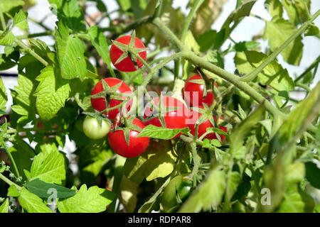 Les petites tomates cerises rouges mûres se développe sur la branche profondément dans le jardin d'été ensoleillé dans la vue jour libre Banque D'Images
