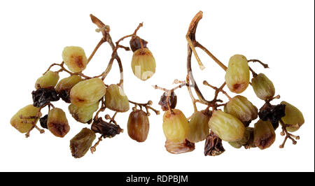 Rotten raisins blancs sur fond blanc Banque D'Images