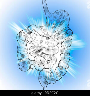 Biomes de le système digestif humain, illustration. Banque D'Images