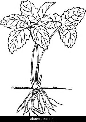 . La culture de fruits avec succès ; un guide pratique de la culture et de la propagation des fruits. La culture de fruits. La Fraise 157 Le système de Hill-cela consiste à mettre les plantes dans des rangées de trois à trois pieds et demi d'intervalle et un pied en dehors de la ligne, et de garder les coureurs cut ofE, lorsqu'à la fin de la saison, chaque plante a fait un grand nombre de bourgeons de la Couronne, et dans des conditions favorables, va produire un grand nombre de baies. Tous les exécuter- ners sont évidemment tiré ou cut ofE qu'ils commencent à l'extérieur. La seule objection sérieuse à ce système est qu'avec les racines sta continuellement Banque D'Images