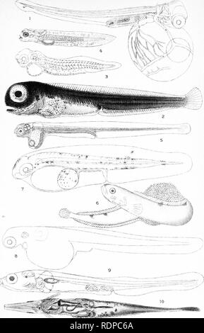 . L'histoire de vie de la marine britannique à l'alimentation des poissons. Poissons ; poissons ; les poissons. VIII. la plaque. Veuillez noter que ces images sont extraites de la page numérisée des images qui peuvent avoir été retouchées numériquement pour plus de lisibilité - coloration et l'aspect de ces illustrations ne peut pas parfaitement ressembler à l'œuvre originale.. M'Intosh, William Carmichael, 1838-1931 ; Masterman, Arthur Thomas, coauteur. Londres, C. J. Clay et fils Banque D'Images