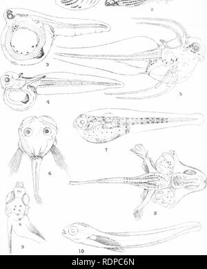 . L'histoire de vie de la marine britannique à l'alimentation des poissons. Poissons ; poissons ; les poissons. VI, V, plaque&Lt ;*^^^"" est '^^^ ;.&Lt ;^^^ --^^^ ^Fr. Veuillez noter que ces images sont extraites de la page numérisée des images qui peuvent avoir été retouchées numériquement pour plus de lisibilité - coloration et l'aspect de ces illustrations ne peut pas parfaitement ressembler à l'œuvre originale.. M'Intosh, William Carmichael, 1838-1931 ; Masterman, Arthur Thomas, coauteur. Londres, C. J. Clay et fils Banque D'Images