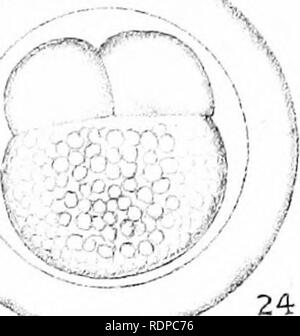 . L'histoire de vie de la marine britannique à l'alimentation des poissons. Poissons ; poissons ; Poissons. i i/&lt;h. Il^^ .'i 23 20. Veuillez noter que ces images sont extraites de la page numérisée des images qui peuvent avoir été retouchées numériquement pour plus de lisibilité - coloration et l'aspect de ces illustrations ne peut pas parfaitement ressembler à l'œuvre originale.. M'Intosh, William Carmichael, 1838-1931 ; Masterman, Arthur Thomas, coauteur. Londres, C. J. Clay et fils Banque D'Images