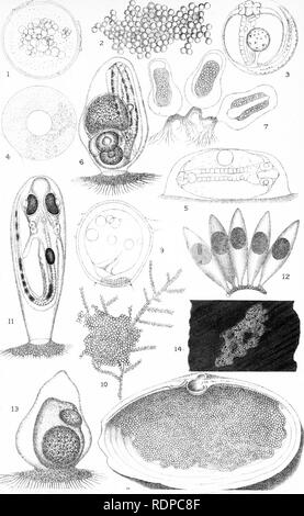 . L'histoire de vie de la marine britannique à l'alimentation des poissons. Poissons ; poissons ; les poissons. La seconde plaque. Veuillez noter que ces images sont extraites de la page numérisée des images qui peuvent avoir été retouchées numériquement pour plus de lisibilité - coloration et l'aspect de ces illustrations ne peut pas parfaitement ressembler à l'œuvre originale.. M'Intosh, William Carmichael, 1838-1931 ; Masterman, Arthur Thomas, coauteur. Londres, C. J. Clay et fils Banque D'Images