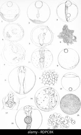 . L'histoire de vie de la marine britannique à l'alimentation des poissons. Poissons ; poissons ; les poissons. Planche 1.. ,,. Veuillez noter que ces images sont extraites de la page numérisée des images qui peuvent avoir été retouchées numériquement pour plus de lisibilité - coloration et l'aspect de ces illustrations ne peut pas parfaitement ressembler à l'œuvre originale.. M'Intosh, William Carmichael, 1838-1931 ; Masterman, Arthur Thomas, coauteur. Londres, C. J. Clay et fils Banque D'Images