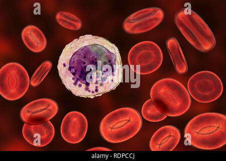 Globules blancs basophiles et les globules rouges, l'illustration de l'ordinateur. Les basophiles sont les plus petits et moins fréquent des cellules de sang blanches. Ils sont impliqués dans les réactions inflammatoires et allergiques et sécrètent des substances chimiques de l'héparine, de l'histamine et la sérotonine, qui sont stockés dans des granules (violet) dans le cytoplasme de la cellule. Banque D'Images