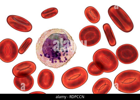 Globules blancs basophiles et les globules rouges, l'illustration de l'ordinateur. Les basophiles sont les plus petits et moins fréquent des cellules de sang blanches. Ils sont impliqués dans les réactions inflammatoires et allergiques et sécrètent des substances chimiques de l'héparine, de l'histamine et la sérotonine, qui sont stockés dans des granules (violet) dans le cytoplasme de la cellule. Banque D'Images
