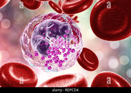 Globules blancs basophiles et les globules rouges, l'illustration de l'ordinateur. Les basophiles sont les plus petits et moins fréquent des cellules de sang blanches. Ils sont impliqués dans les réactions inflammatoires et allergiques et sécrètent des substances chimiques de l'héparine, de l'histamine et la sérotonine, qui sont stockés dans des granules (violet) dans le cytoplasme de la cellule. Banque D'Images