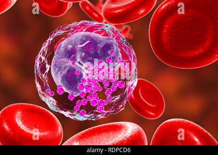 Globules blancs basophiles et les globules rouges, l'illustration de l'ordinateur. Les basophiles sont les plus petits et moins fréquent des cellules de sang blanches. Ils sont impliqués dans les réactions inflammatoires et allergiques et sécrètent des substances chimiques de l'héparine, de l'histamine et la sérotonine, qui sont stockés dans des granules (violet) dans le cytoplasme de la cellule. Banque D'Images