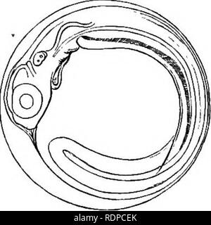 . L'histoire de vie de la marine britannique à l'alimentation des poissons. Poissons ; poissons ; les poissons. Fig. 27. Œuf de cabillaud sur 9e jour de l'embryon. Près de vue dorsale. Cochon. 28. Œuf de cabillaud sur 9e jour de l'embryon. Vue latérale.. Veuillez noter que ces images sont extraites de la page numérisée des images qui peuvent avoir été retouchées numériquement pour plus de lisibilité - coloration et l'aspect de ces illustrations ne peut pas parfaitement ressembler à l'œuvre originale.. M'Intosh, William Carmichael, 1838-1931 ; Masterman, Arthur Thomas, coauteur. Londres, C. J. Clay et fils Banque D'Images