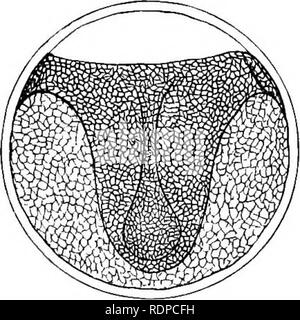 . L'histoire de vie de la marine britannique à l'alimentation des poissons. Poissons ; poissons ; les poissons. 74 CROQUIS DE général comme la jante s'étend sur le jaune le bouclier embryonnaire s'allonge, la quille s'épaissit, et bientôt un spathulate aplatir de la couche centrale ou nerveux est remarqué en avant, c'est, à l'extrémité opposée de l'ouverture du blastoderme blastospore (le), le processus spatulées d'arrière en direction de la marge de l'ouverture. Puis la différenciation de la spa- thulate région (Fig. 23) se produit par la définition de la vésicules optiques de la matière solide marge cellulaire (Fig. 24). Très tôt après la Banque D'Images
