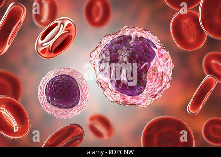 De monocytes et de lymphocytes (droite) (gauche) de globules blancs dans un frottis sanguin, illustration de l'ordinateur. Les monocytes sont les plus gros globules blancs ; ils engloutir et digérer l'invasion de bactéries et de débris cellulaires. Les lymphocytes sont impliqués dans la production d'anticorps et infectés par un virus attaque et les cellules tumorales. Banque D'Images