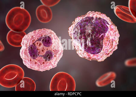 (À gauche) et de neutrophiles monocytes (droite) Taux de globules blancs dans le sang, de l'illustration de l'ordinateur. Les neutrophiles sont les plus abondants et de globules blancs font partie du système immunitaire de l'organisme. Les monocytes sont les plus gros globules blancs ; ils engloutir et digérer l'invasion de bactéries et de débris cellulaires. Banque D'Images