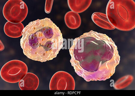 (À gauche) et de neutrophiles monocytes (droite) Taux de globules blancs dans le sang, de l'illustration de l'ordinateur. Les neutrophiles sont les plus abondants et de globules blancs font partie du système immunitaire de l'organisme. Les monocytes sont les plus gros globules blancs ; ils engloutir et digérer l'invasion de bactéries et de débris cellulaires. Banque D'Images