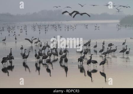 Grue cendrée (Grus grus). Grande grue migrateurs Espèces qui vit dans les prés humides et les marais. Photographié dans le lac Agamon, Vallée de Hula, Israël, en janvier. Banque D'Images