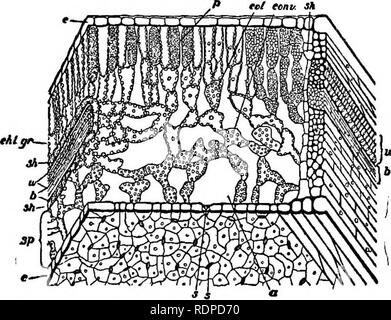 . Cyclopedia de cultures agricoles, une étude des cultures populaires et des méthodes de récolte aux États-Unis et au Canada ;. Produits agricoles ; l'Agriculture. Fig. 33. Échantillon de feuilles de lierre, qui a grandi dans l'ombre, et n'a qu'une seule couche de cellules-paUsade. u, épiderme supérieur ; p, cellules palissadiques ; c, un cristal ; sp, du parenchyme spongieux ; je, l'espace intercellulaire ; JE, épiderme inférieur. L'usine ici destiné est le vrai ou le lierre, Hedera helix. et provoque le carbone à s'unir à l'eau, formant ainsi le sucre. Cela peut être illustré par l'équation : 6CO2  + 6H2O  = CeHiaOo  + 6O2 Qrape Watei dioxid carbone oxygène sucre e Banque D'Images