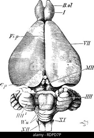 . Texte livre de zoologie des vertébrés. Les vertébrés ; anatomie, comparatif. 362 CLASSIFICATION DES VERTÉBRÉS. les mammifères aplacental la commissure antérieure est particulièrement bien développé, et forme la liaison entre les deux côtés du cerveau, tandis que le reste du corps calleux plus rudimentaire, comme dans sauropsida. Dans le placentalia, d'autre part, le corps calleux commissure ou entre les deux hémisphères devient le plus important lien entre les côtés gauche et droit, la commissure antérieure restant derrière. Les commissures longitudinal, le fornix et l'cornua, ammonii Banque D'Images