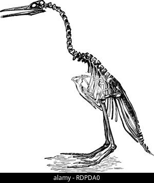 . Texte livre de zoologie des vertébrés. Les vertébrés ; anatomie, comparatif. Les oiseaux. 345^. Fig. 337- Restauration d'Hesperoi^-nis après Marsh. Commander IV. EURHIPIDUR^. Les oiseaux de papier avec pygostyle et centra en forme de selle le fascia présacré tcp vertèbres. Le rami de la mâchoire inférieure sont fermement unis. À cet ordre appartiennent tous les vivants et de nombreux oiseaux éteintes. J'Sub-Order. Drom^ognathi. Eurhipidurine dromaeognathous avec les oiseaux ; l'ischion et iliumi pas unis derrière le sternum ; l'une ou l'autre ou de ratites carinate ; ailes rudimentaires ou- d'aucune utilité en vol. Section I.. STRUTHIONES Les grands oiseaux ratites allongé avec hind Ic Banque D'Images