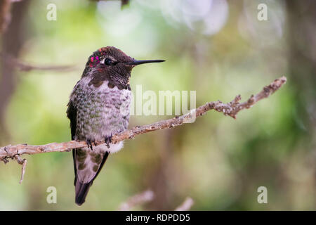 Anna's Hummingbird mâle assis sur une branche, baie de San Francisco, Californie Banque D'Images