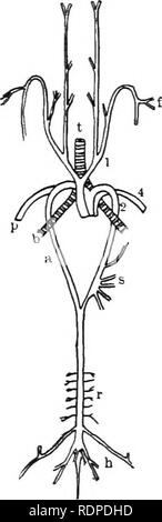 . Texte livre de zoologie des vertébrés. Les vertébrés ; anatomie, comparatif. 302 CLASSIFICATION DES VERTÉBRÉS. radius et cubitus ou tibia et péroné, tandis que l'carpales et tar- les ventes de la même façon être associé à la métacarpiens ou métatarses, produisant ainsi une intracarpal intratarsal ou joint. Les modifications des métacarpiens, métatarsiens, et phalanges sont plus variées ; et nous avons peut-être la marche-pieds, comme dans la plupart des reptiles, la natation-pieds ou des palettes, comme dans d'ichtyosaures, plésiosaures, pythonomorphs, et quelques tortues, ou, comme dans le ptérodactyles, les antérieures peuvent être modifiées dans les supports pour Banque D'Images