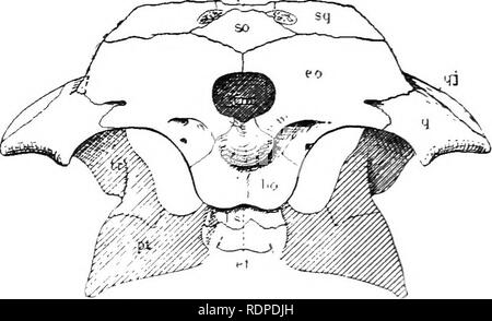 . Texte livre de zoologie des vertébrés. Les vertébrés ; anatomie, comparatif. 292 CLASSIFICATION DES VERTÉBRÉS. caractéristique de l'sauropsida. La peau est remarquablement defi- cace dans ces glandes, lorsqu'il est présent, fait qui se produit sur les jambes ou sur la queue. La caractéristique balances sont comifica- tions de l'épiderme, et sont parfois renforcées par des plaques osseuses développées dans le derme. Seul le Condyle occipital est situé sur l'le exoccipitals basioccipital, contribuant à sa pao. Fig. 291. La base du crâne d'alligator, montrant le Condyle occipital, bo, bs ; basioccipital, bas Banque D'Images