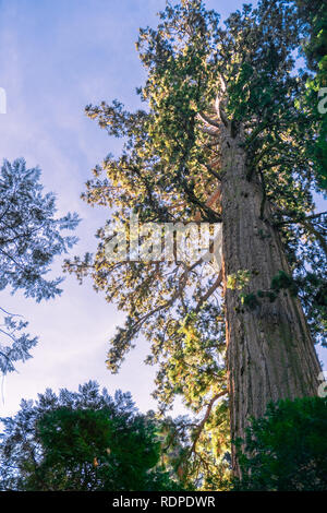 Couronne de l'arbre Sequoia se lever au-dessus de la forêt, parc d'État Calaveras Big Trees, Californie Banque D'Images