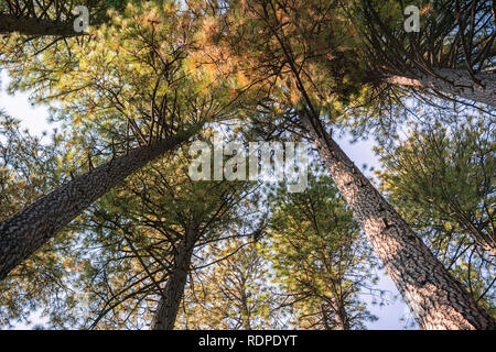 À la recherche d'une forêt de pin ponderosa une journée d'automne, parc d'État Calaveras Big Trees, Californie Banque D'Images