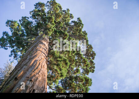 Arbre Sequoia, parc d'État Calaveras Big Trees, Californie Banque D'Images