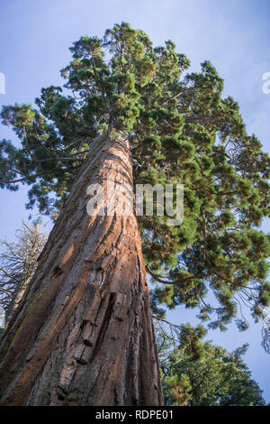 Grand arbre Sequoia, parc d'État Calaveras Big Trees, Californie Banque D'Images