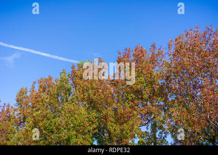 La cime des arbres colorés habillés de couleurs d'automne sur un fond de ciel bleu, en Californie Banque D'Images