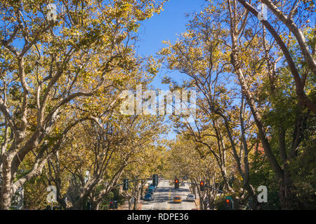 Rue bordée d'arbres dans un quartier résidentiel sur une journée ensoleillée d'automne, Oakland, San Francisco, Californie Banque D'Images