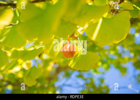 Arbre de ginkgo golden fruits et feuilles jaunes sur un beau jour d'automne, en Californie Banque D'Images