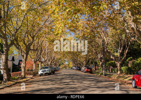 Rue bordée d'arbres dans un quartier résidentiel sur une journée ensoleillée d'automne, Oakland, San Francisco, Californie Banque D'Images