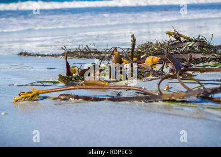 Close up d'algues mortes portées à la rive, Carmel State Beach,, péninsule de Monterey, Californie Banque D'Images