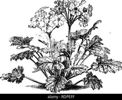 . Handbook of hardy (arbres, arbustes, plantes herbacées et ... Fondé sur le travail de MM. Decaisne et Naudin ...intitulé 'Manuel de l'amateur des jardins, y compris l'original et des gravures sur bois de Riocreux et Leblanc. Plantes, plantes ornementales. Primula variabilis. (J nat. taille.. Fi ifi ?.]. Primula Sinensis. (J nat. taille.) les espèces, s'ils ont droit à l'colorinnf que rani. Veuillez noter que ces images sont extraites de la page numérisée des images qui peuvent avoir été retouchées numériquement pour plus de lisibilité - coloration et l'aspect de ces illustrations ne peut pas parfaitement ressembler à l'original Banque D'Images